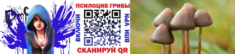 Псилоцибиновые грибы Psilocybine cubensis  наркошоп  omg маркетплейс  Домодедово 